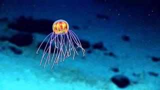 Stunning Jellyfish With Lights Discovered in Mariana Trench, 12,000 Feet Deep