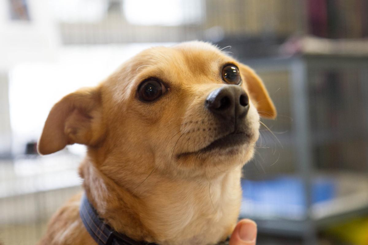 Photo Gallery: Middletown Humane Society