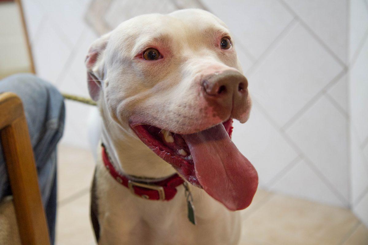 A stock photo of a pit bull at a shelter. (Holly Kellum/Epoch Times)