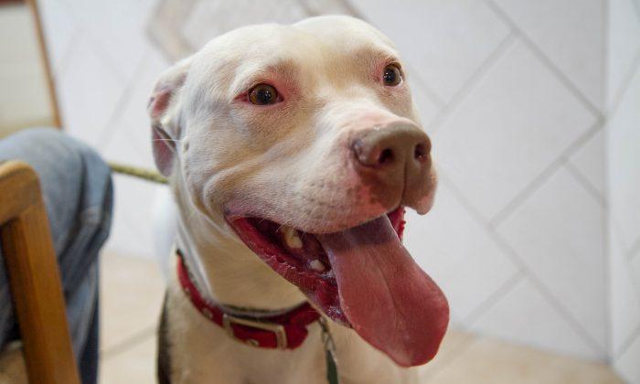 Pit Bull Found Buried in Sand Doing Well With New Owners, Group Says