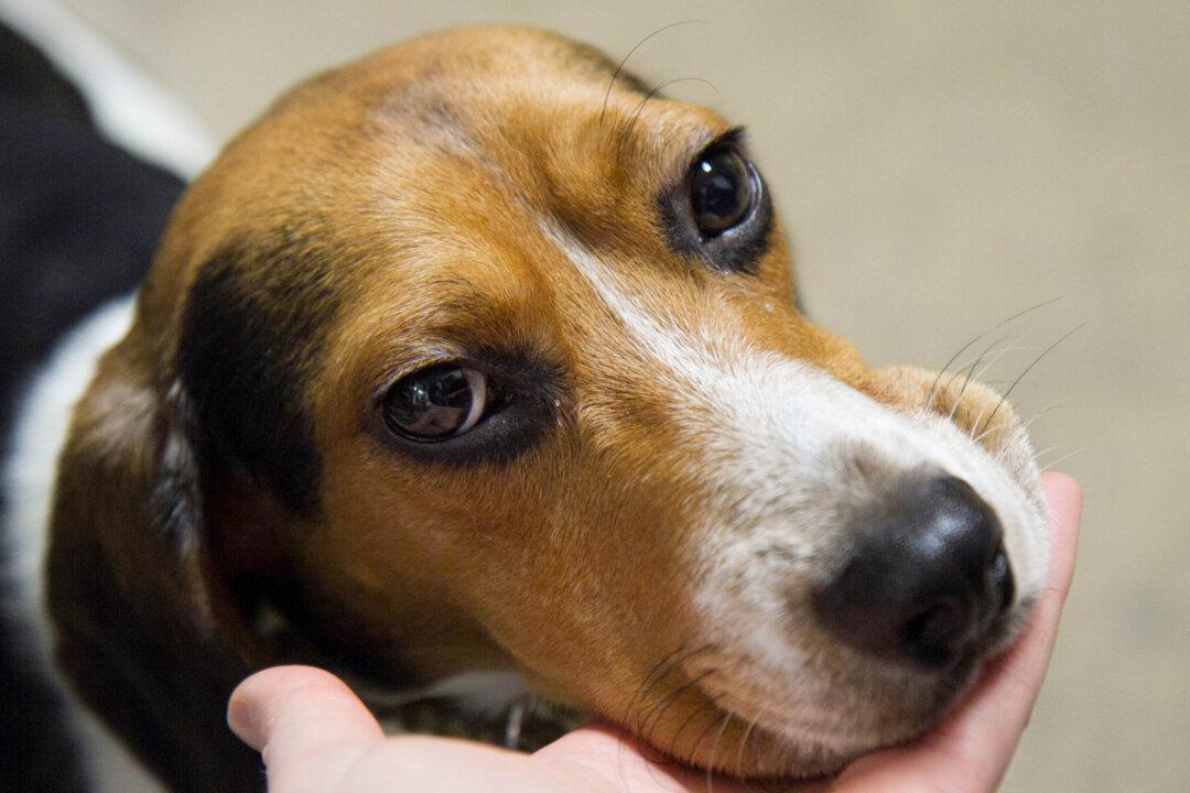 Beagle Breeder to Pay $35 Million for Animal Welfare, Clean Water Act Violations