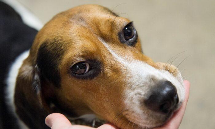 Injecting Beagle Puppies With Cocaine: Investigation Discloses More NIH Animal Experimentation