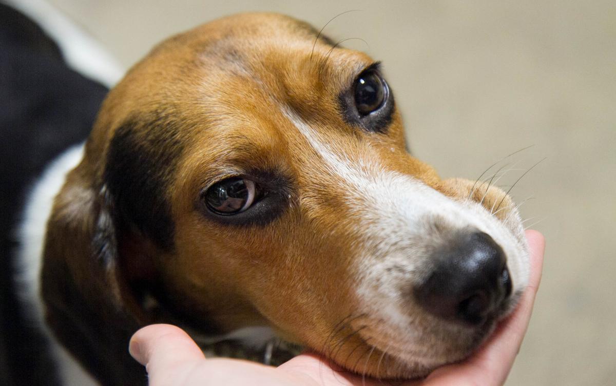 $8,000 Reward Offered After Missouri Beagle Is Found Skinned Alive