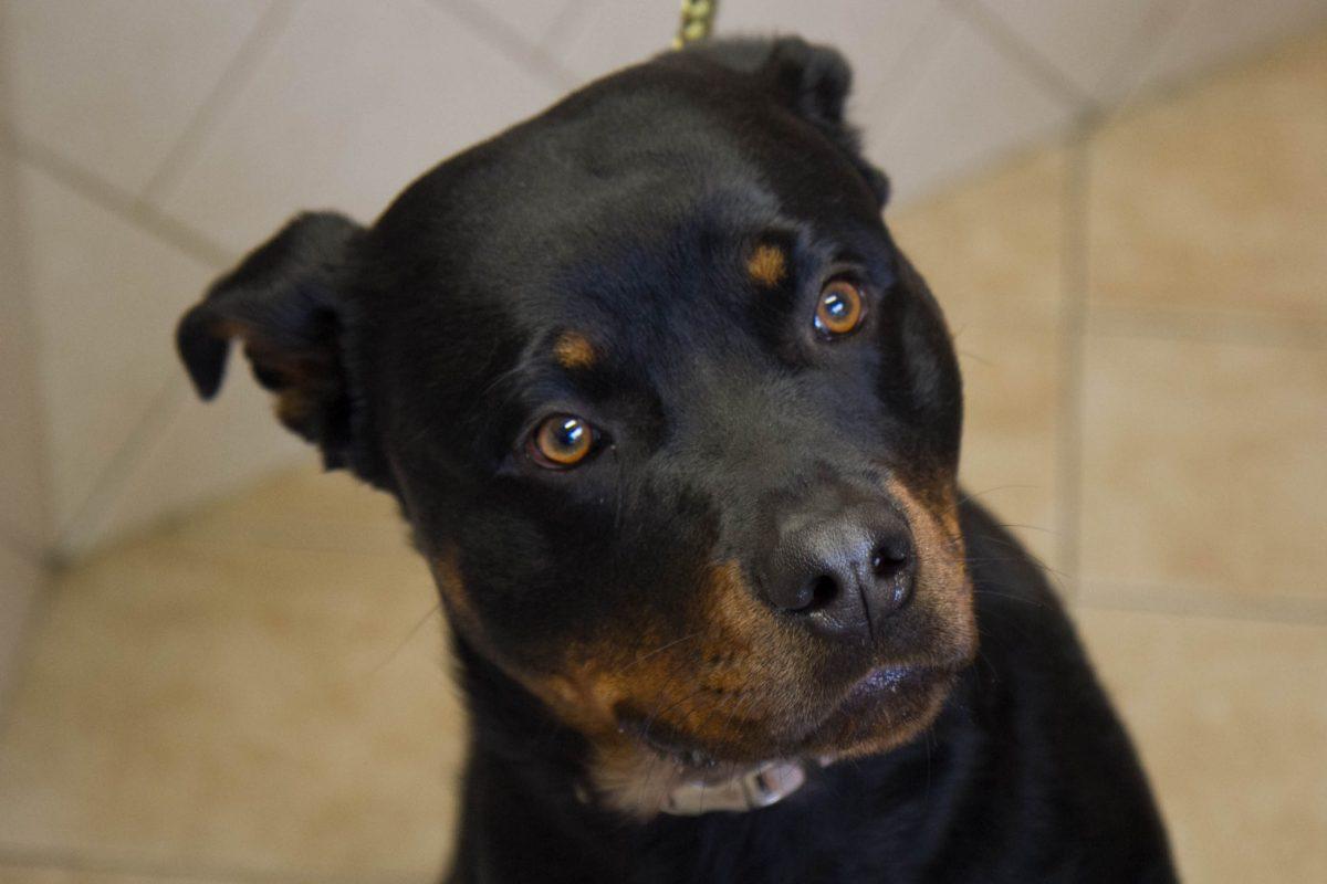 A 2-year-old Rottweiler at the Middletown Humane Society on May 4, 2016. (Holly Kellum/Epoch Times)