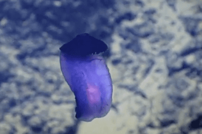 What’s This Purple Thing That Scientists Just Spotted in Deep Ocean (Video)