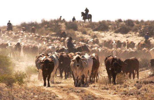 Cattle in Birdsville Track, South Australia, on June 1, 2002. (Tony Lewis/Getty Images)