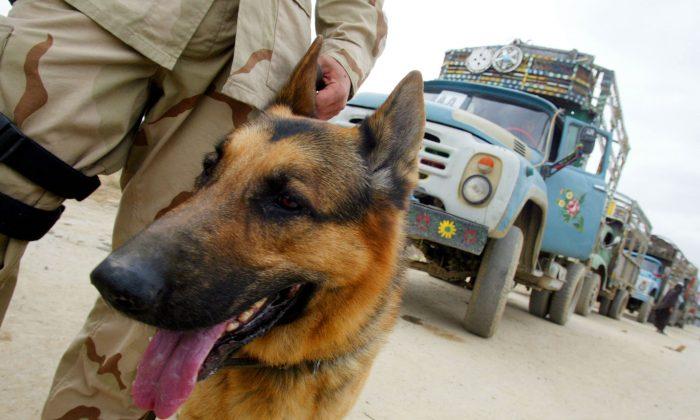 German Shepherd Saves UK Troops From ISIS Ambush in Northern Iraq