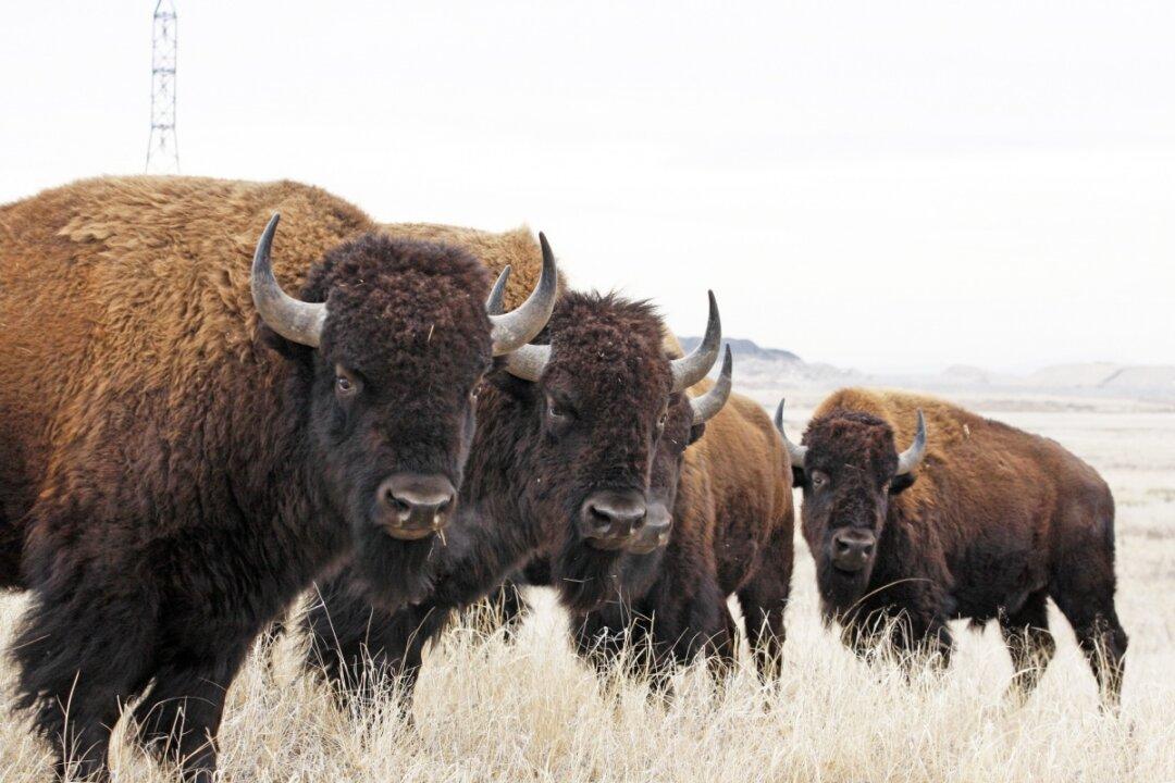 Bison: All You Need to Know About America’s New Official Mammal