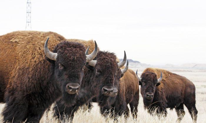 National Park Visitor Gored by Bison in North Dakota