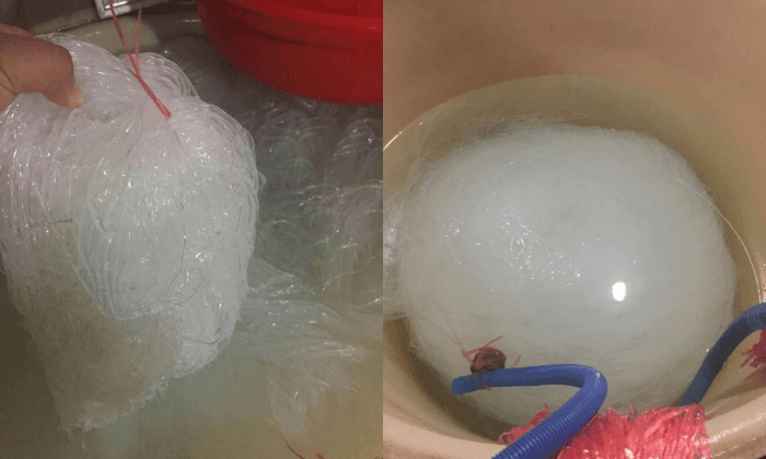 A Chinese Jellyfish Delicacy and Its Poisonous Fake Substitute