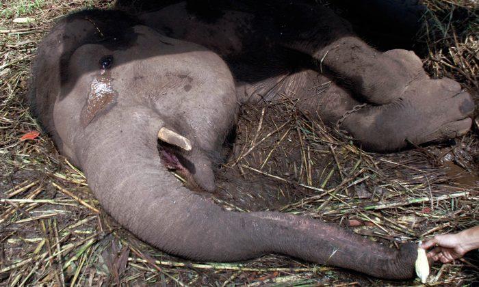 Yani the Elephant Cries Before Passing Away in Indonesia’s ‘Death Zoo’