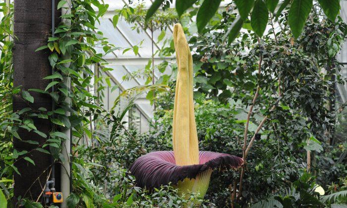 Fifth of World’s Plants Under Threat, Warns Kew Gardens