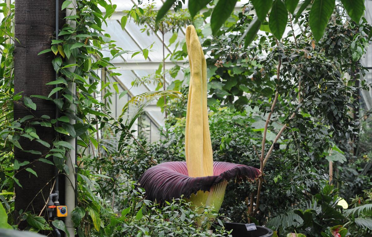 Fifth of World’s Plants Under Threat, Warns Kew Gardens