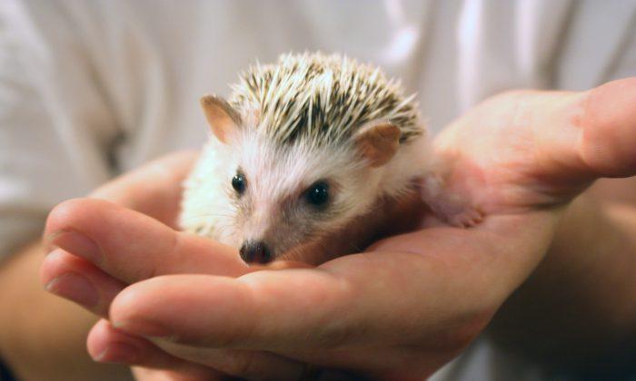 Tokyo’s Latest Animal Café Trend: Hedgehogs