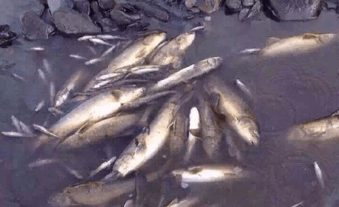 Tibetans Protest Rivers Polluted by Chinese Mines—Using Dead Fish