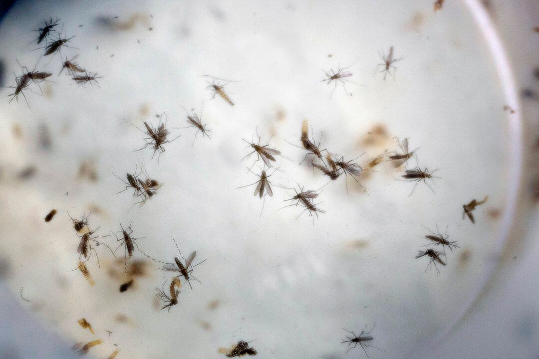 Senate Likely to Advance $1.1 Billion in Zika Funding