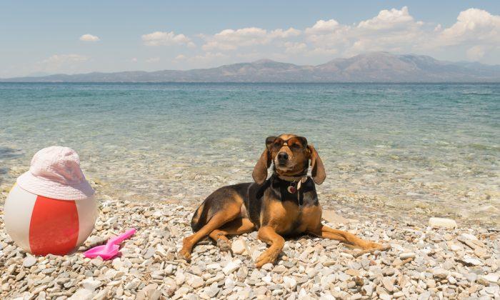 A Dog’s Life: Studying Stressed Humans Can Help Us Keep Animals Happy