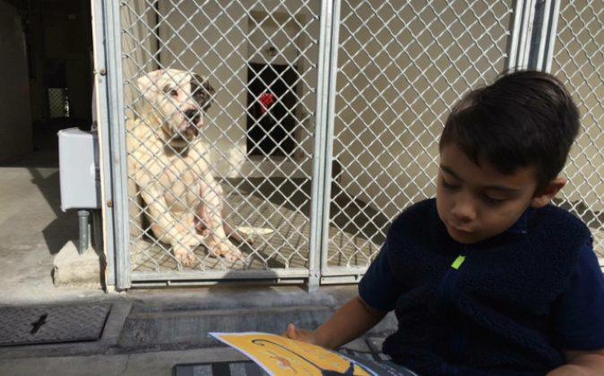 6-Year-Old Autistic Boy Dedicates Time to Read to Shelter Dogs