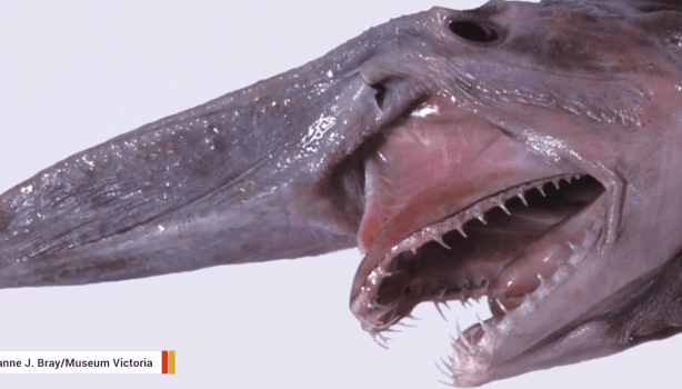 Meet The World’s Strangest Shark (Video)