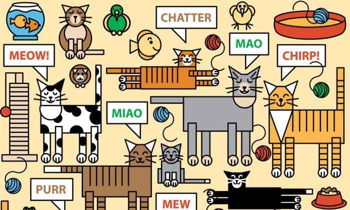 Could the Mystery of the Meow Actually Be Solved by a New Talking Cat Collar?
