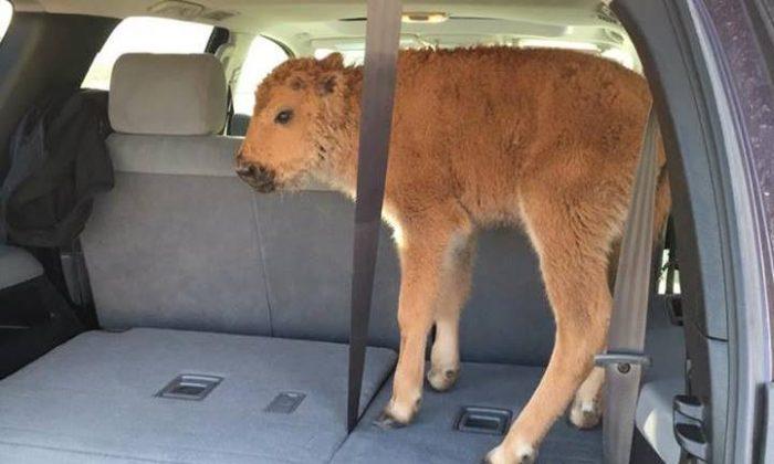 Yellowstone Park Service That Put Down Baby Bison: We Are Not ‘Lazy, Uncaring, or Inexpert’