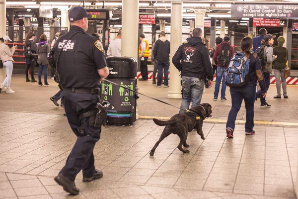 Ellis, NYPD officer Kevin Belavsky's k-9 partner, follow two plainclothes police officers who are carrying out a demonstration to show how the dog reacts when it picks up a scent. (Benjamin Chasteen/Epoch Times)