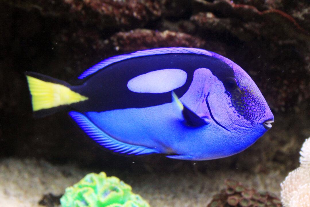Finding Dory May Kill Her, Researchers Say—It Almost Killed Nemo