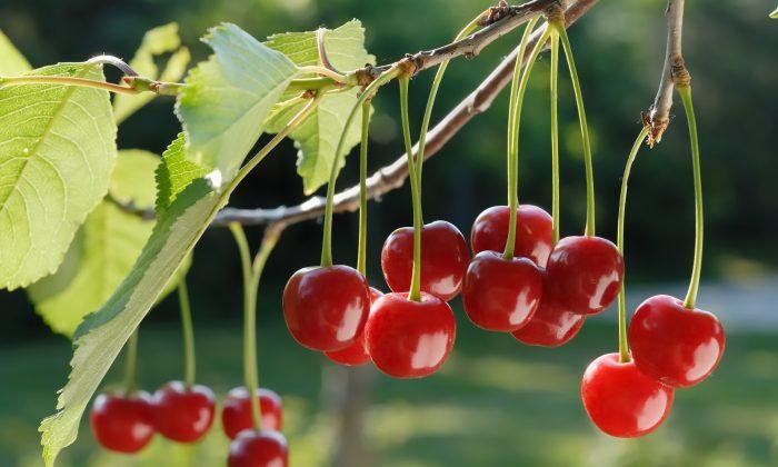 Cherry Juice Can Lower Blood Pressure, Study Finds