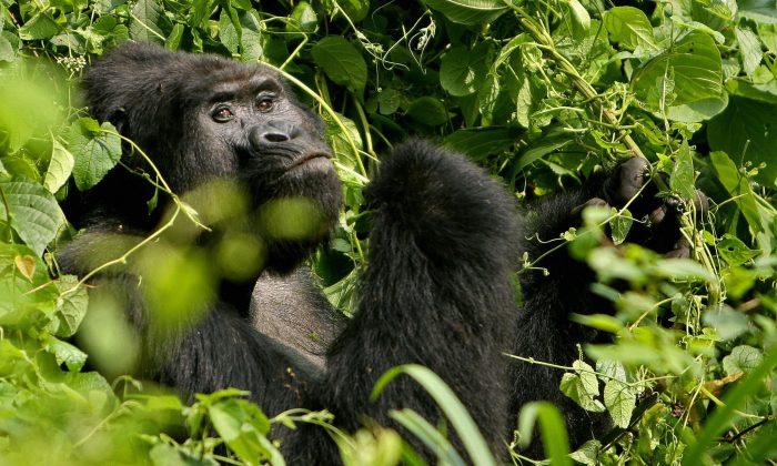 New Photos Show Gorilla Running Toward Child Who Fell Into Cincinnati Zoo Enclosure