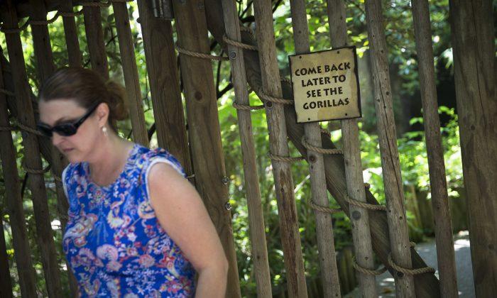 Gorilla Exhibit at Cincinnati Zoo to Reopen With Modified Barrier