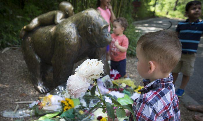 Family: Boy Who Fell Into Gorilla Enclosure Doing ‘Just Fine’