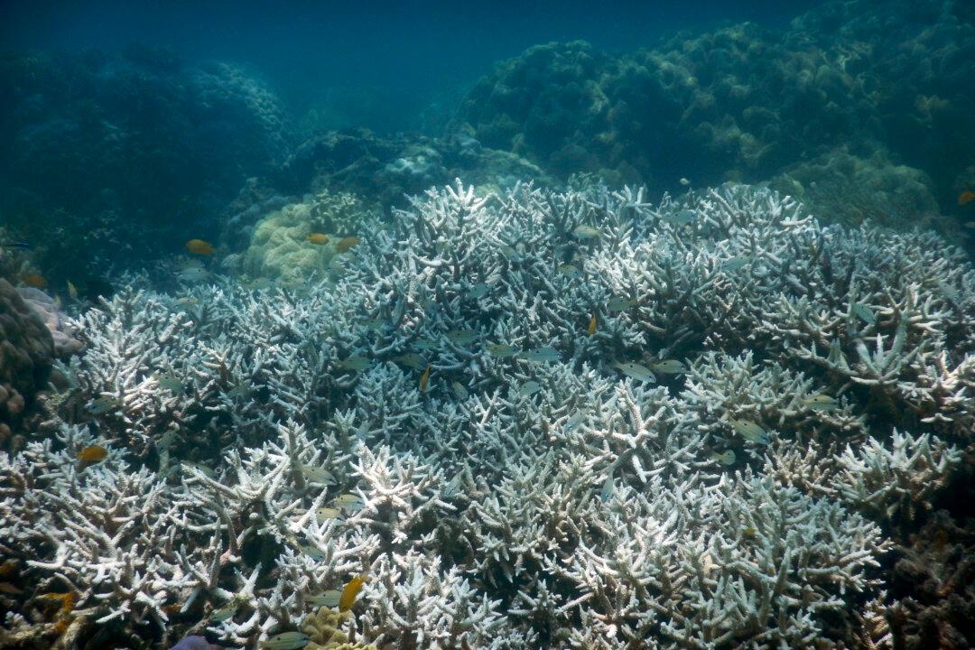 Bleaching Kills Third of Coral in Great Barrier Reef’s North
