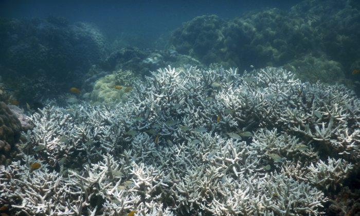 Bleaching Kills Third of Coral in Great Barrier Reef’s North