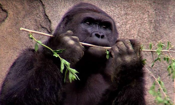 ‘Parental Negligence’: Thousands Sign Petition That Condemns Killing of Zoo Gorilla