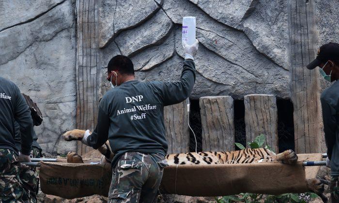 Thai Officials Raid Popular Tourist Attraction ‘Tiger Temple’ to Remove Tigers After Abuse Accusations
