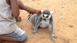 The Disturbing Backstory to the ‘Cute Lemur’ Viral Video