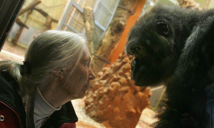 Jane Goodall Says Gorilla Harambe ‘Was Putting an Arm Round’ the Boy That Fell in Gorilla Pit