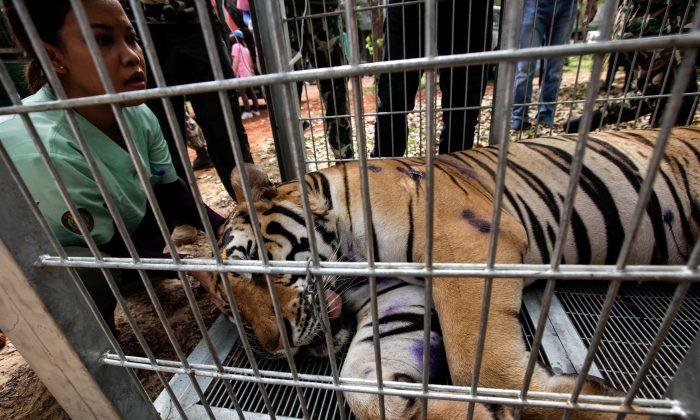 40 Dead Tiger Cubs Found in Freezer at Thailand’s Tiger Temple During Raid (Warning: Graphic Images)