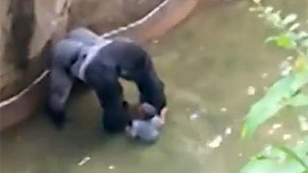 Cincinnati Zoo Gorilla Video Brings Back Painful Memories for Mom Who Was Attacked in 2004