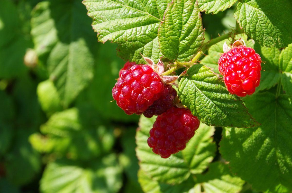 Raspberries ripe for the picking. The berry and the rest of the plant have incredible medicinal properties. (LianeM/Shutterstock)