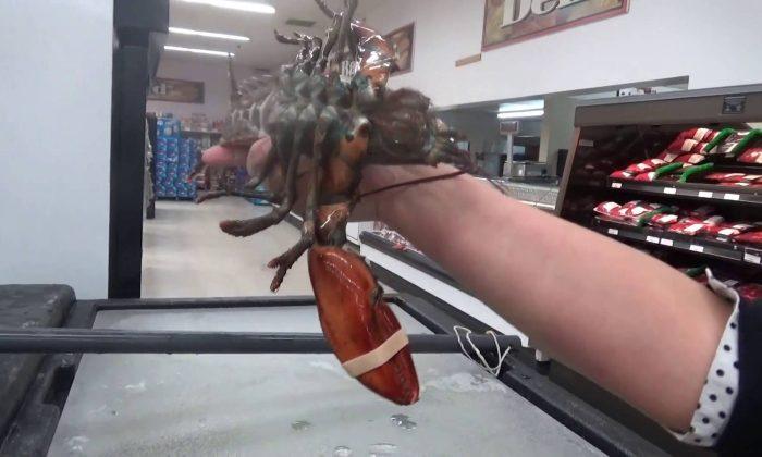 Woman Buys Lobster in Supermarket, Takes It on a Journey Back to the Sea