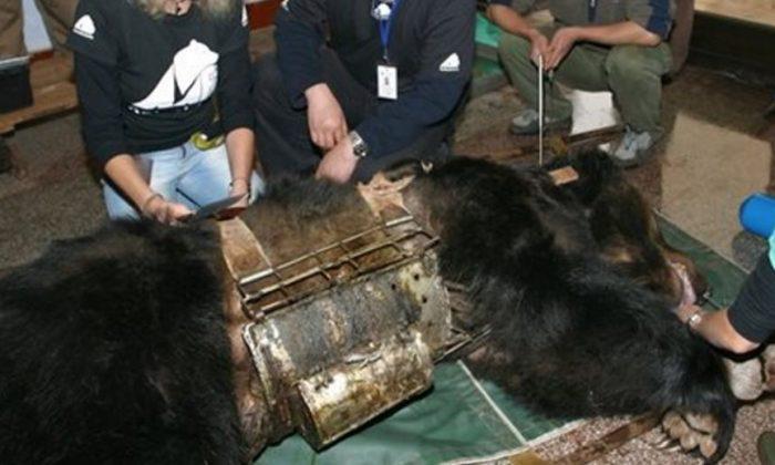 Bear Caged for Years for Bile Extraction Now Has a Good Life
