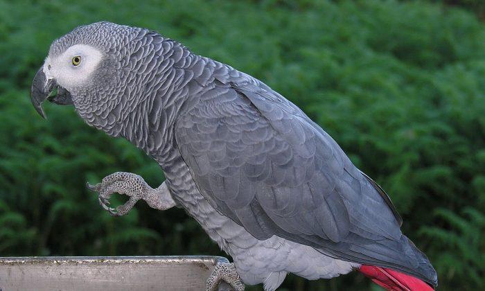 Is an African Grey Parrot Mimicking a Homicide?