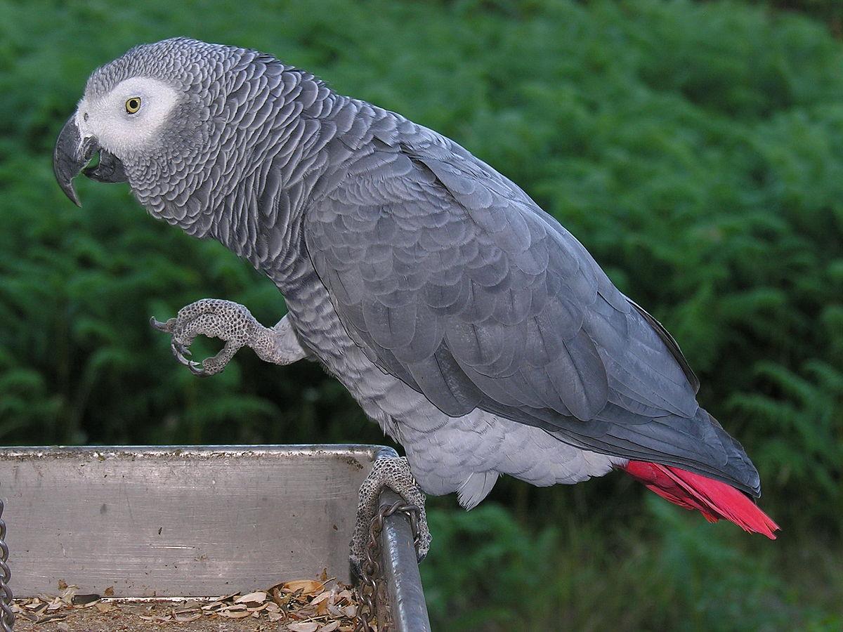 Is an African Grey Parrot Mimicking a Homicide?