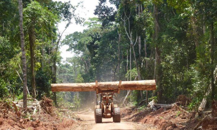 How Forests Recover Rapidly on Logging Roads in the Congo Basin