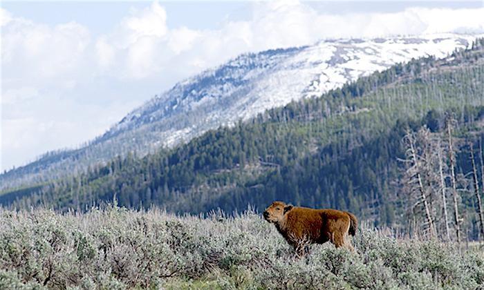 Baby Bison Death Not Fault of Tourists Who Put It in Their Car, Yellowstone Photographer Says