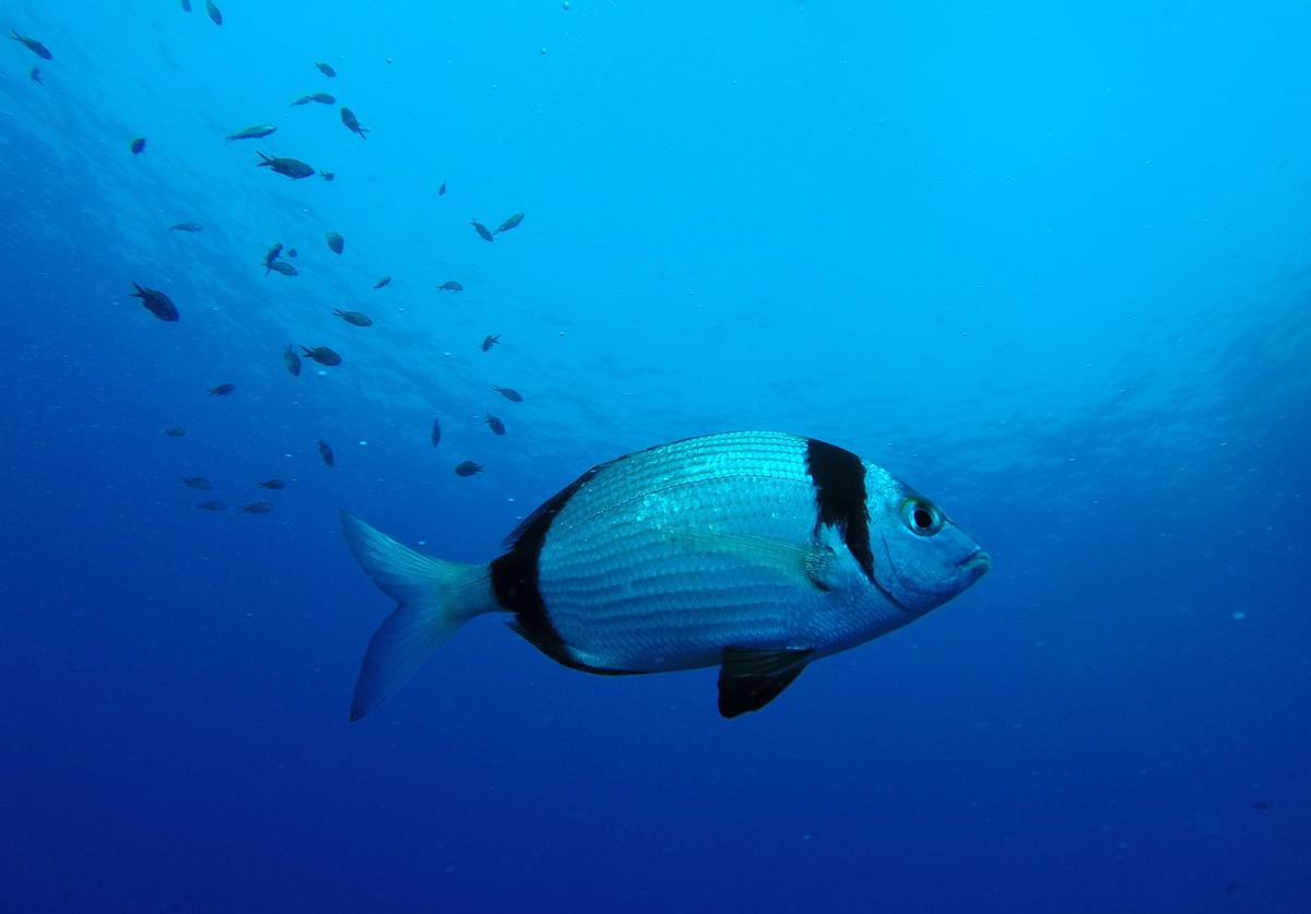 ‘Smart’ Tropical Fish Can Recognise Human Faces