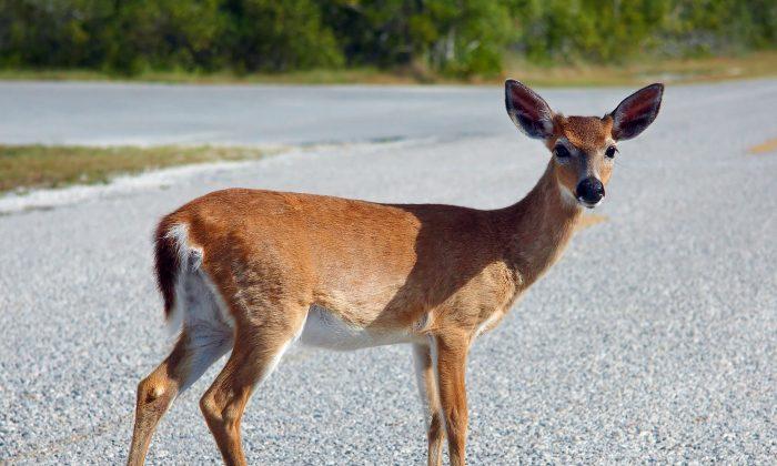Ohio Woman Claims Deer Keeps Attacking Her, Afraid to Leave Home