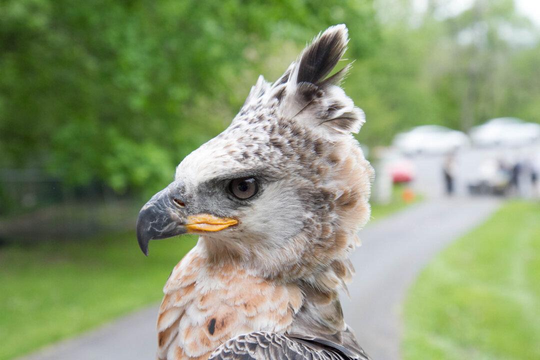 Photo Gallery: Birds of Prey in Goshen