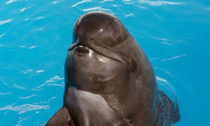SeaWorld San Diego’s Performing Pilot Whale, Bubbles, Dies
